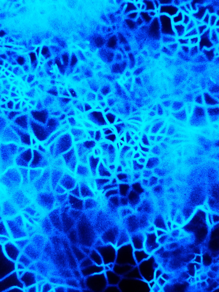 Nebula (lightbox)