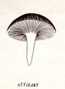 Attirant