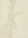 Illusion pure