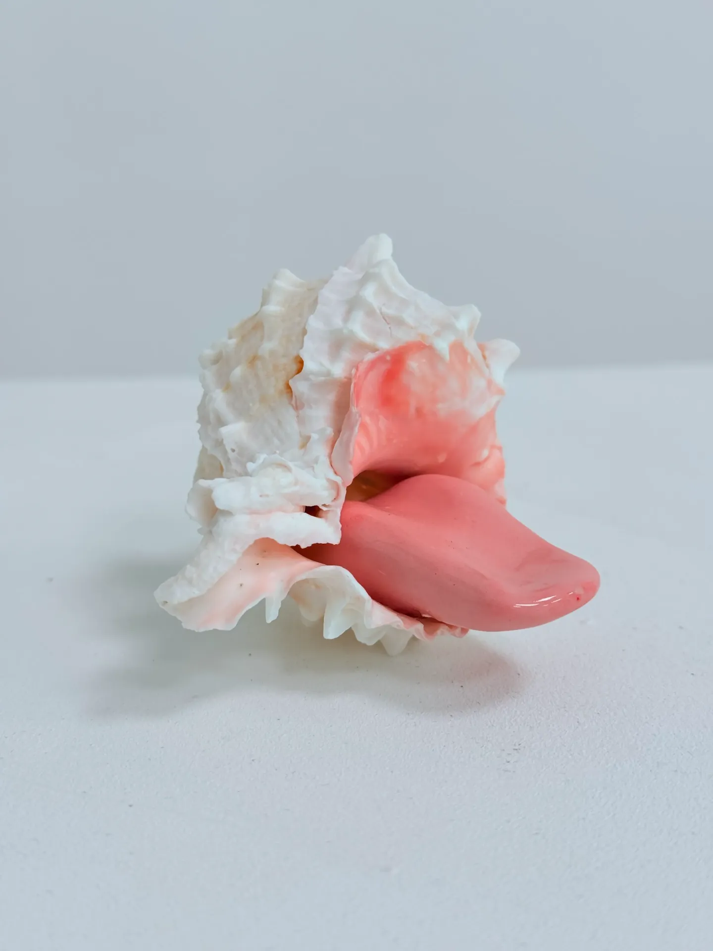 Mollusque - Murex rose