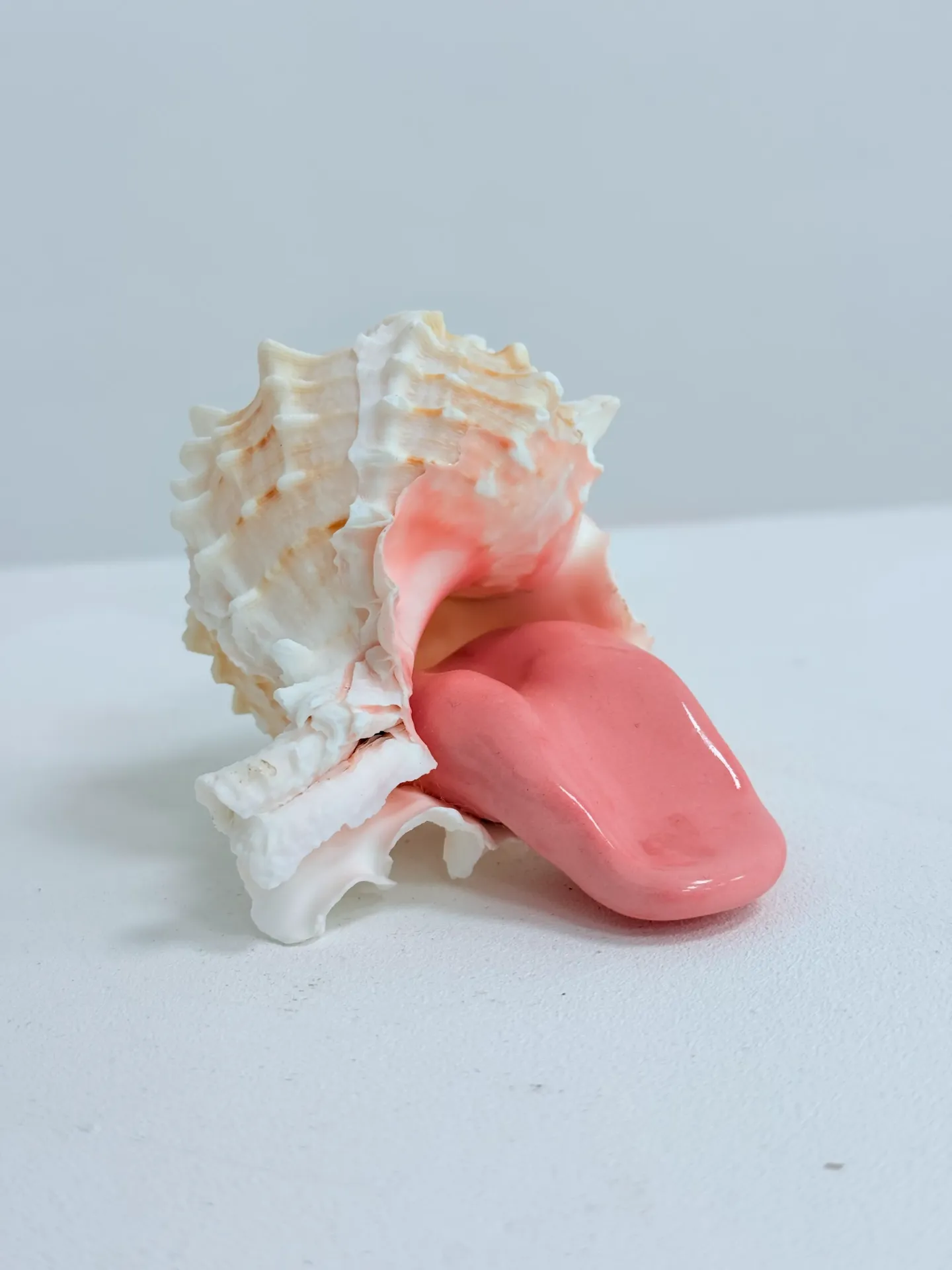 [00051-MAAU] Mollusque - Murex rose -02