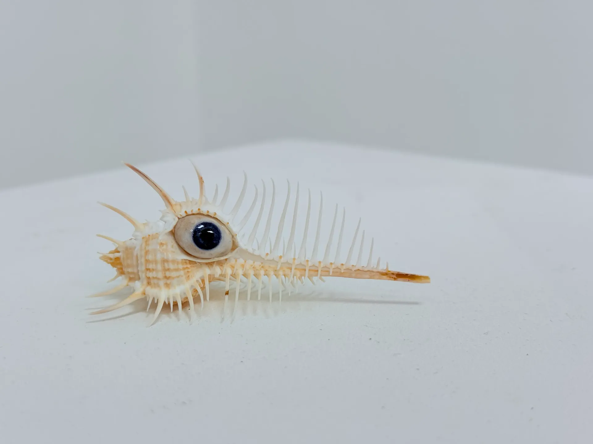 [00053-MAAU] Oeil de Vénus (copie)