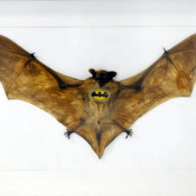 [PABE.0001] BatmanBat
