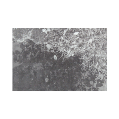 [CL.DU.0021] Extrait végétal